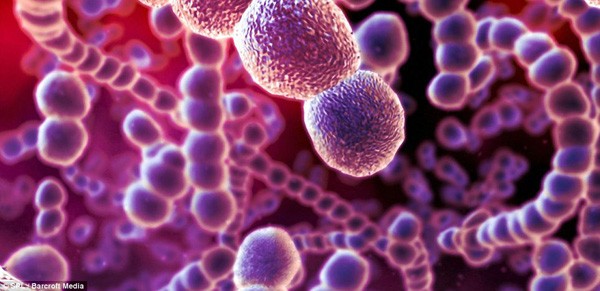 Những chủng vi khuẩn nào có khả năng xử lý nước thải nhiễm mặn?